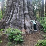 Helen Mirren Instagram - it’s always good to hug a tree