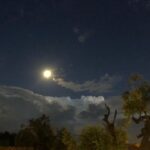 Helen Mirren Instagram - moon over olive trees in Puglia. These beautiful ancient trees are dying from a terrible disease called xylella. the landscape of southern Italy is changing drastically.