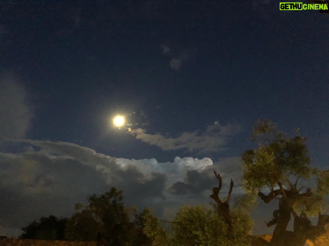 Helen Mirren Instagram - moon over olive trees in Puglia. These beautiful ancient trees are dying from a terrible disease called xylella. the landscape of southern Italy is changing drastically.