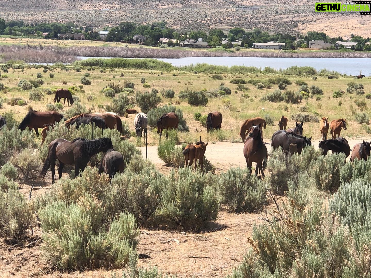Helen Mirren Instagram - the wild mustang of Nevada, always exciting to see