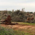 Helen Mirren Instagram - devastation in Salento after the tornado. these are ancient olive trees, already under a serious and devastating attack from the xylella disease that is threatening all mediterranean olive trees. Save the Olives!