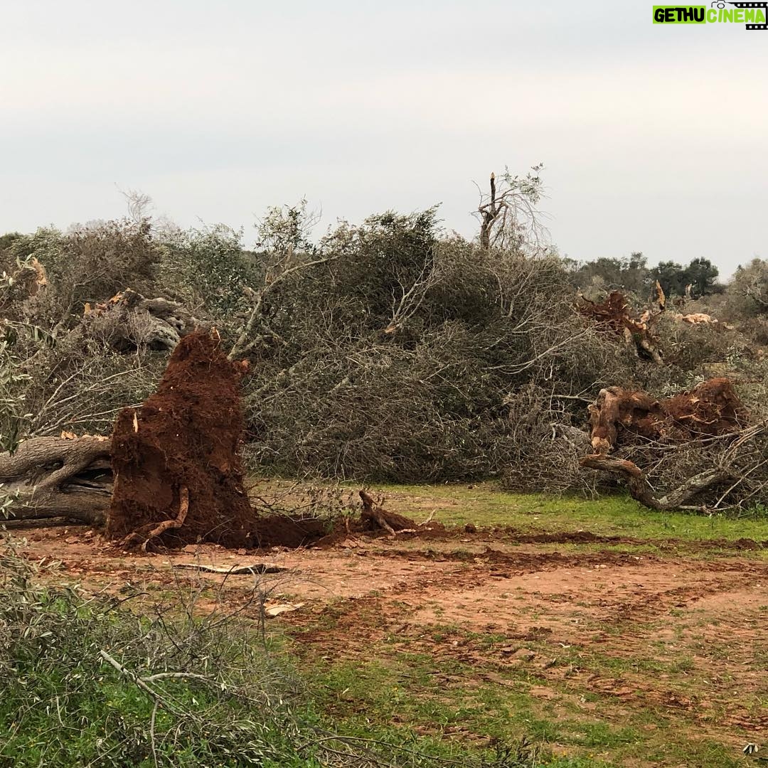 Helen Mirren Instagram - devastation in Salento after the tornado. these are ancient olive trees, already under a serious and devastating attack from the xylella disease that is threatening all mediterranean olive trees. Save the Olives!