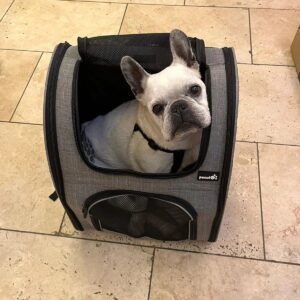 Henry Cavill Instagram - Today marks one year since Meat (our french bulldog) decided to shuffle off this mortal plane and continue on his journey. I have to say, I hadn't previously felt pain quite like the pain I felt when Meat died. I'd only know him for three years, but in those three years he and I made such incredible progress together, and he completely changed my outlook on French Bulldogs. He was deaf, so I learned how to use body language to communicate properly with him. He couldn't stand other dogs, but we got to a place of tolerance with Kal (my Akita). He survived a very complicated cancer removal surgery. He travelled to far flung lands without complaint. He would come looking for me at night if I stayed up playing computer games too late. He would be ferociously protective over Natalie, but learned to trust Kal and me for guidance. He fell ill and recovered a number of times. He enjoyed many a backpack ride once he got too tired to make any decent length walks. At the end he fell ill with a pneumonia. I'll never forget the expression on his face, desperately asking me for help on the way to the vet in Turkey because he couldn't breath. Once there, however, he held strong and recovered to such a point that we felt hope, but it turns out he was just waiting for us to bring him home. He passed away peacefully in England. Thinking of him always brings great sadness, but also great joy. We'll miss him as long as we live, but wouldn't live nearly as richly had we never have known him. Journey well Meatboi.