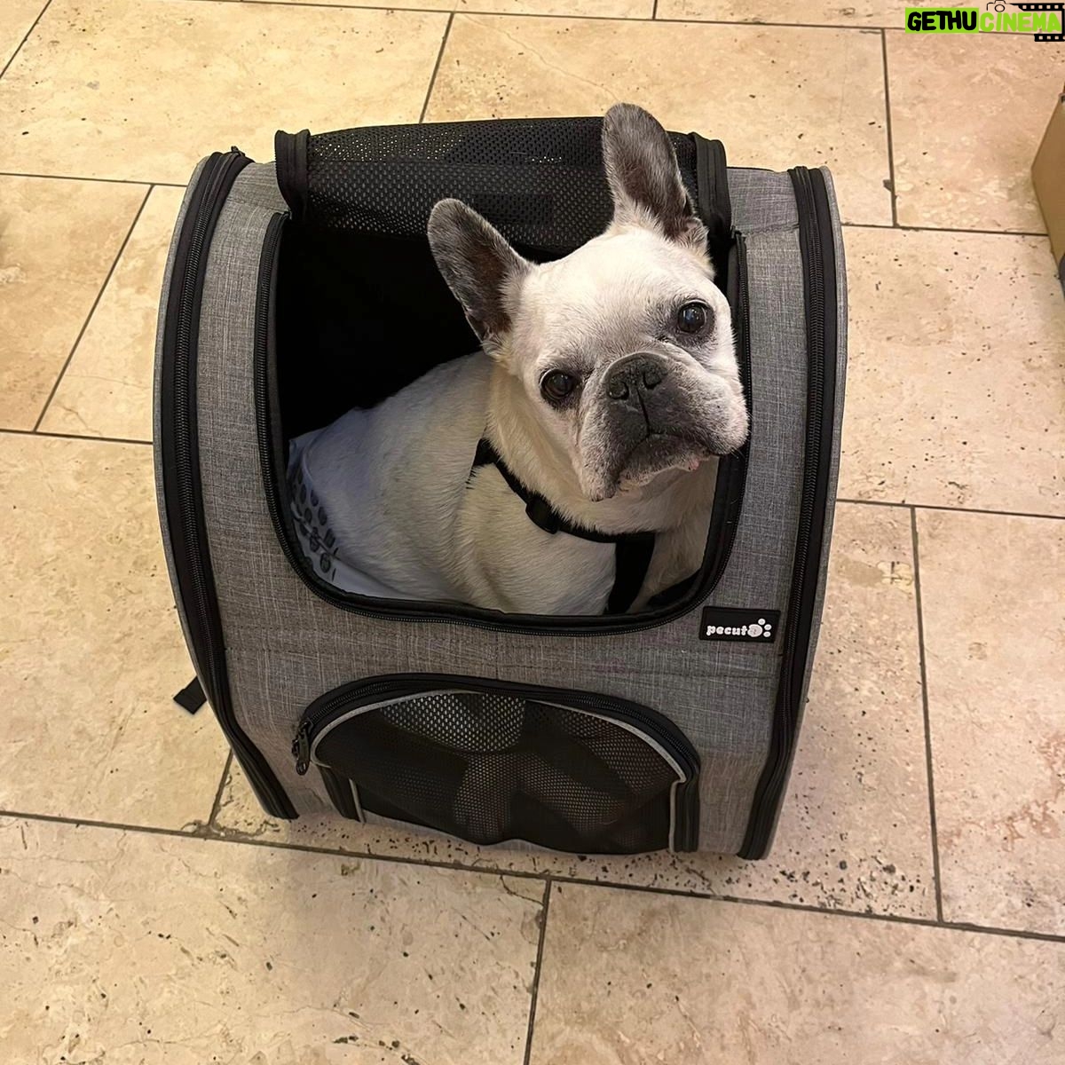 Henry Cavill - 2.4 Million Likes - Today marks one year since Meat (our french bulldog) decided to shuffle off this mortal plane and continue on his journey. I have to say, I hadn't previously felt pain quite like the pain I felt when Meat died. I'd only know him for three years, but in those three years he and I made such incredible progress together, and he completely changed my outlook on French Bulldogs. He was deaf, so I learned how to use body language to communicate properly with him. He couldn't stand other dogs, but we got to a place of tolerance with Kal (my Akita). He survived a very complicated cancer removal surgery. He travelled to far flung lands without complaint. He would come looking for me at night if I stayed up playing computer games too late. He would be ferociously protective over Natalie, but learned to trust Kal and me for guidance. He fell ill and recovered a number of times. He enjoyed many a backpack ride once he got too tired to make any decent length walks. At the end he fell ill with a pneumonia. I'll never forget the expression on his face, desperately asking me for help on the way to the vet in Turkey because he couldn't breath. Once there, however, he held strong and recovered to such a point that we felt hope, but it turns out he was just waiting for us to bring him home. He passed away peacefully in England. Thinking of him always brings great sadness, but also great joy. We'll miss him as long as we live, but wouldn't live nearly as richly had we never have known him. Journey well Meatboi.