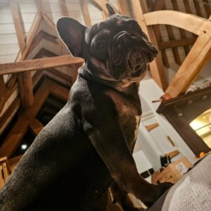 Henry Cavill Instagram - Happy Birthday, Baggins! There was a time, not so long ago, when Kal used to live in peace. Alas, he's now one friend richer, but uninterrupted naps are never assured.