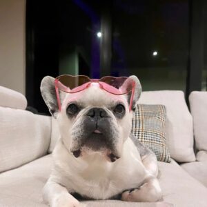 Henry Cavill Instagram - Today marks one year since Meat (our french bulldog) decided to shuffle off this mortal plane and continue on his journey. I have to say, I hadn't previously felt pain quite like the pain I felt when Meat died. I'd only know him for three years, but in those three years he and I made such incredible progress together, and he completely changed my outlook on French Bulldogs. He was deaf, so I learned how to use body language to communicate properly with him. He couldn't stand other dogs, but we got to a place of tolerance with Kal (my Akita). He survived a very complicated cancer removal surgery. He travelled to far flung lands without complaint. He would come looking for me at night if I stayed up playing computer games too late. He would be ferociously protective over Natalie, but learned to trust Kal and me for guidance. He fell ill and recovered a number of times. He enjoyed many a backpack ride once he got too tired to make any decent length walks. At the end he fell ill with a pneumonia. I'll never forget the expression on his face, desperately asking me for help on the way to the vet in Turkey because he couldn't breath. Once there, however, he held strong and recovered to such a point that we felt hope, but it turns out he was just waiting for us to bring him home. He passed away peacefully in England. Thinking of him always brings great sadness, but also great joy. We'll miss him as long as we live, but wouldn't live nearly as richly had we never have known him. Journey well Meatboi.