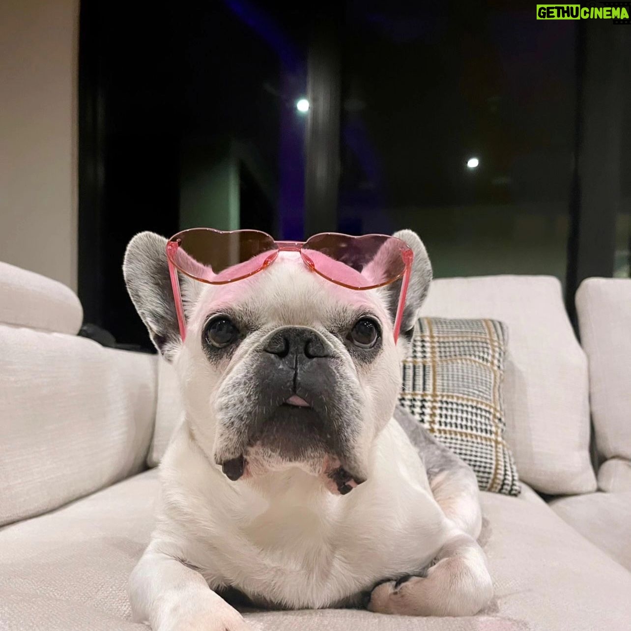 Henry Cavill - 2.4 Million Likes - Today marks one year since Meat (our french bulldog) decided to shuffle off this mortal plane and continue on his journey. I have to say, I hadn't previously felt pain quite like the pain I felt when Meat died. I'd only know him for three years, but in those three years he and I made such incredible progress together, and he completely changed my outlook on French Bulldogs. He was deaf, so I learned how to use body language to communicate properly with him. He couldn't stand other dogs, but we got to a place of tolerance with Kal (my Akita). He survived a very complicated cancer removal surgery. He travelled to far flung lands without complaint. He would come looking for me at night if I stayed up playing computer games too late. He would be ferociously protective over Natalie, but learned to trust Kal and me for guidance. He fell ill and recovered a number of times. He enjoyed many a backpack ride once he got too tired to make any decent length walks. At the end he fell ill with a pneumonia. I'll never forget the expression on his face, desperately asking me for help on the way to the vet in Turkey because he couldn't breath. Once there, however, he held strong and recovered to such a point that we felt hope, but it turns out he was just waiting for us to bring him home. He passed away peacefully in England. Thinking of him always brings great sadness, but also great joy. We'll miss him as long as we live, but wouldn't live nearly as richly had we never have known him. Journey well Meatboi.