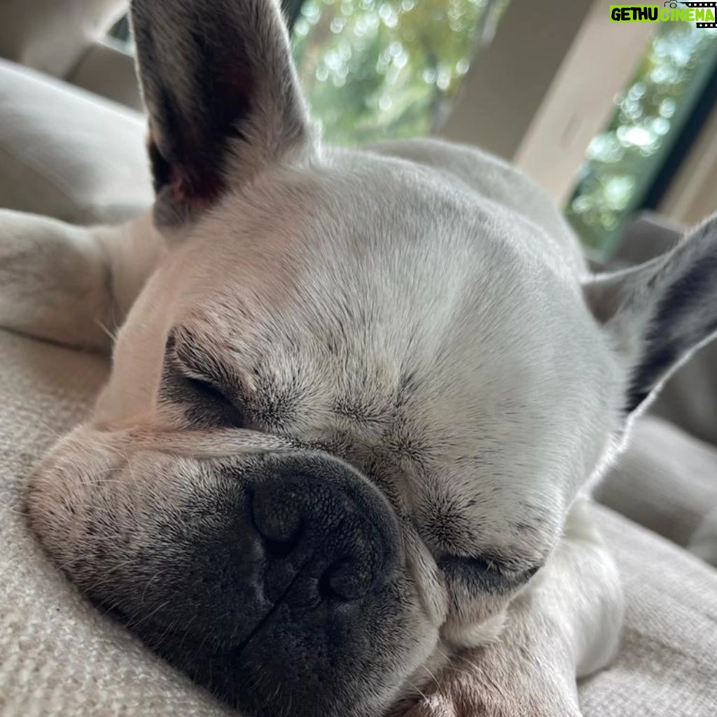 Henry Cavill - 2.4 Million Likes - Today marks one year since Meat (our french bulldog) decided to shuffle off this mortal plane and continue on his journey. I have to say, I hadn't previously felt pain quite like the pain I felt when Meat died. I'd only know him for three years, but in those three years he and I made such incredible progress together, and he completely changed my outlook on French Bulldogs. He was deaf, so I learned how to use body language to communicate properly with him. He couldn't stand other dogs, but we got to a place of tolerance with Kal (my Akita). He survived a very complicated cancer removal surgery. He travelled to far flung lands without complaint. He would come looking for me at night if I stayed up playing computer games too late. He would be ferociously protective over Natalie, but learned to trust Kal and me for guidance. He fell ill and recovered a number of times. He enjoyed many a backpack ride once he got too tired to make any decent length walks. At the end he fell ill with a pneumonia. I'll never forget the expression on his face, desperately asking me for help on the way to the vet in Turkey because he couldn't breath. Once there, however, he held strong and recovered to such a point that we felt hope, but it turns out he was just waiting for us to bring him home. He passed away peacefully in England. Thinking of him always brings great sadness, but also great joy. We'll miss him as long as we live, but wouldn't live nearly as richly had we never have known him. Journey well Meatboi.