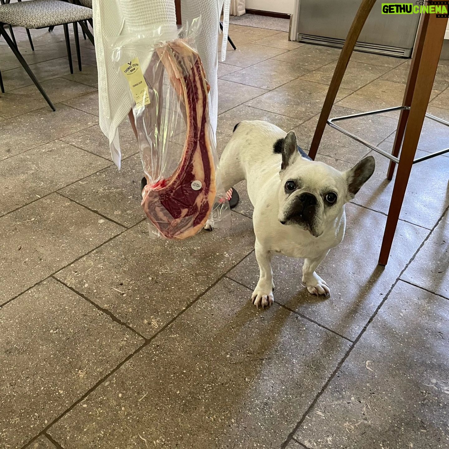 Henry Cavill - 2.4 Million Likes - Today marks one year since Meat (our french bulldog) decided to shuffle off this mortal plane and continue on his journey. I have to say, I hadn't previously felt pain quite like the pain I felt when Meat died. I'd only know him for three years, but in those three years he and I made such incredible progress together, and he completely changed my outlook on French Bulldogs. He was deaf, so I learned how to use body language to communicate properly with him. He couldn't stand other dogs, but we got to a place of tolerance with Kal (my Akita). He survived a very complicated cancer removal surgery. He travelled to far flung lands without complaint. He would come looking for me at night if I stayed up playing computer games too late. He would be ferociously protective over Natalie, but learned to trust Kal and me for guidance. He fell ill and recovered a number of times. He enjoyed many a backpack ride once he got too tired to make any decent length walks. At the end he fell ill with a pneumonia. I'll never forget the expression on his face, desperately asking me for help on the way to the vet in Turkey because he couldn't breath. Once there, however, he held strong and recovered to such a point that we felt hope, but it turns out he was just waiting for us to bring him home. He passed away peacefully in England. Thinking of him always brings great sadness, but also great joy. We'll miss him as long as we live, but wouldn't live nearly as richly had we never have known him. Journey well Meatboi.