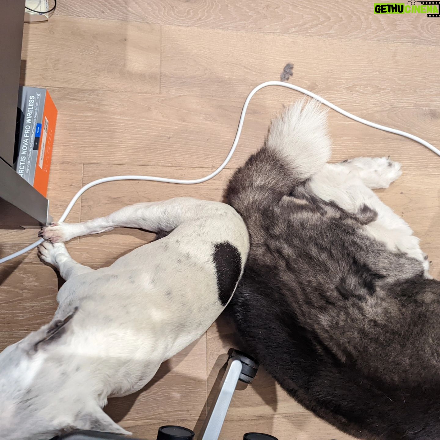 Henry Cavill - 2.4 Million Likes - Today marks one year since Meat (our french bulldog) decided to shuffle off this mortal plane and continue on his journey. I have to say, I hadn't previously felt pain quite like the pain I felt when Meat died. I'd only know him for three years, but in those three years he and I made such incredible progress together, and he completely changed my outlook on French Bulldogs. He was deaf, so I learned how to use body language to communicate properly with him. He couldn't stand other dogs, but we got to a place of tolerance with Kal (my Akita). He survived a very complicated cancer removal surgery. He travelled to far flung lands without complaint. He would come looking for me at night if I stayed up playing computer games too late. He would be ferociously protective over Natalie, but learned to trust Kal and me for guidance. He fell ill and recovered a number of times. He enjoyed many a backpack ride once he got too tired to make any decent length walks. At the end he fell ill with a pneumonia. I'll never forget the expression on his face, desperately asking me for help on the way to the vet in Turkey because he couldn't breath. Once there, however, he held strong and recovered to such a point that we felt hope, but it turns out he was just waiting for us to bring him home. He passed away peacefully in England. Thinking of him always brings great sadness, but also great joy. We'll miss him as long as we live, but wouldn't live nearly as richly had we never have known him. Journey well Meatboi.