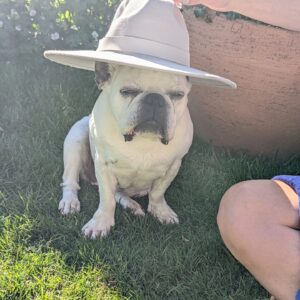 Henry Cavill Instagram - Today marks one year since Meat (our french bulldog) decided to shuffle off this mortal plane and continue on his journey. I have to say, I hadn't previously felt pain quite like the pain I felt when Meat died. I'd only know him for three years, but in those three years he and I made such incredible progress together, and he completely changed my outlook on French Bulldogs. He was deaf, so I learned how to use body language to communicate properly with him. He couldn't stand other dogs, but we got to a place of tolerance with Kal (my Akita). He survived a very complicated cancer removal surgery. He travelled to far flung lands without complaint. He would come looking for me at night if I stayed up playing computer games too late. He would be ferociously protective over Natalie, but learned to trust Kal and me for guidance. He fell ill and recovered a number of times. He enjoyed many a backpack ride once he got too tired to make any decent length walks. At the end he fell ill with a pneumonia. I'll never forget the expression on his face, desperately asking me for help on the way to the vet in Turkey because he couldn't breath. Once there, however, he held strong and recovered to such a point that we felt hope, but it turns out he was just waiting for us to bring him home. He passed away peacefully in England. Thinking of him always brings great sadness, but also great joy. We'll miss him as long as we live, but wouldn't live nearly as richly had we never have known him. Journey well Meatboi.