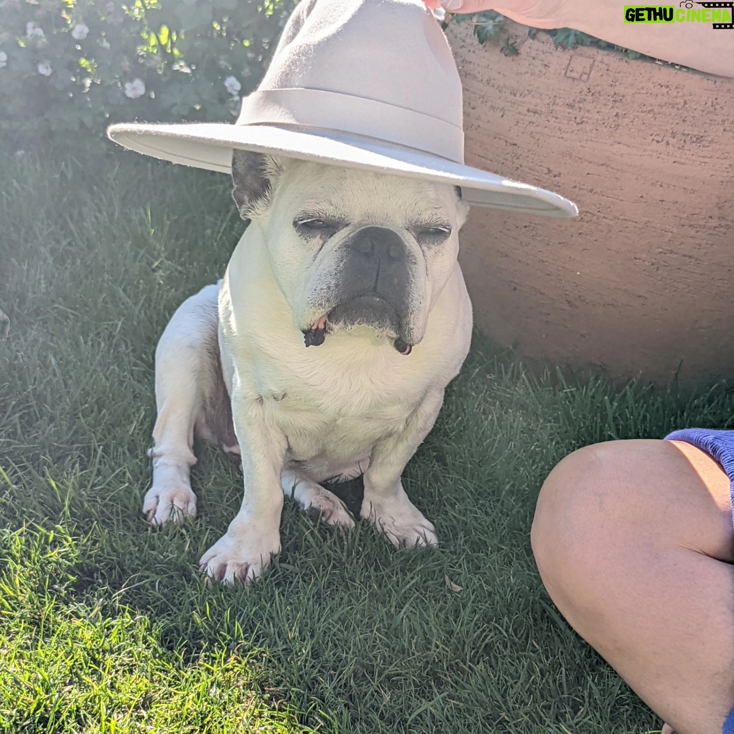 Henry Cavill - 2.4 Million Likes - Today marks one year since Meat (our french bulldog) decided to shuffle off this mortal plane and continue on his journey. I have to say, I hadn't previously felt pain quite like the pain I felt when Meat died. I'd only know him for three years, but in those three years he and I made such incredible progress together, and he completely changed my outlook on French Bulldogs. He was deaf, so I learned how to use body language to communicate properly with him. He couldn't stand other dogs, but we got to a place of tolerance with Kal (my Akita). He survived a very complicated cancer removal surgery. He travelled to far flung lands without complaint. He would come looking for me at night if I stayed up playing computer games too late. He would be ferociously protective over Natalie, but learned to trust Kal and me for guidance. He fell ill and recovered a number of times. He enjoyed many a backpack ride once he got too tired to make any decent length walks. At the end he fell ill with a pneumonia. I'll never forget the expression on his face, desperately asking me for help on the way to the vet in Turkey because he couldn't breath. Once there, however, he held strong and recovered to such a point that we felt hope, but it turns out he was just waiting for us to bring him home. He passed away peacefully in England. Thinking of him always brings great sadness, but also great joy. We'll miss him as long as we live, but wouldn't live nearly as richly had we never have known him. Journey well Meatboi.