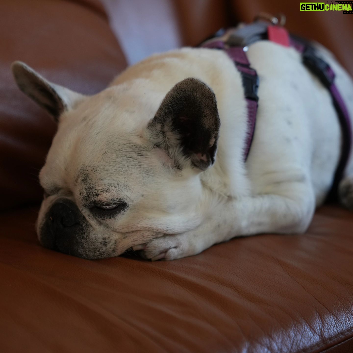 Henry Cavill - 2.4 Million Likes - Today marks one year since Meat (our french bulldog) decided to shuffle off this mortal plane and continue on his journey. I have to say, I hadn't previously felt pain quite like the pain I felt when Meat died. I'd only know him for three years, but in those three years he and I made such incredible progress together, and he completely changed my outlook on French Bulldogs. He was deaf, so I learned how to use body language to communicate properly with him. He couldn't stand other dogs, but we got to a place of tolerance with Kal (my Akita). He survived a very complicated cancer removal surgery. He travelled to far flung lands without complaint. He would come looking for me at night if I stayed up playing computer games too late. He would be ferociously protective over Natalie, but learned to trust Kal and me for guidance. He fell ill and recovered a number of times. He enjoyed many a backpack ride once he got too tired to make any decent length walks. At the end he fell ill with a pneumonia. I'll never forget the expression on his face, desperately asking me for help on the way to the vet in Turkey because he couldn't breath. Once there, however, he held strong and recovered to such a point that we felt hope, but it turns out he was just waiting for us to bring him home. He passed away peacefully in England. Thinking of him always brings great sadness, but also great joy. We'll miss him as long as we live, but wouldn't live nearly as richly had we never have known him. Journey well Meatboi.