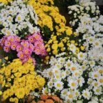 Heslaine Vieira Instagram – Nos últimos dias
flores 💐