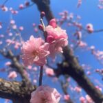 Hikari Mitsushima Instagram - spring is here? 🌷🌸