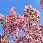 Hikari Mitsushima Instagram - spring is here? 🌷🌸