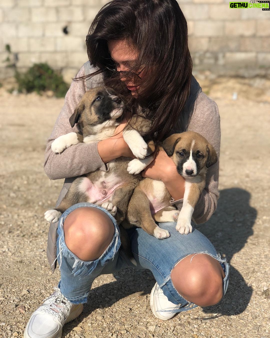 Hilal Altınbilek Instagram - Take a way please🙈🙈🙈🐶🐶🐶