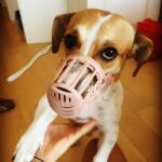 Hilal Altınbilek Instagram - Hannibal lecter is back😂☠️🐶💕