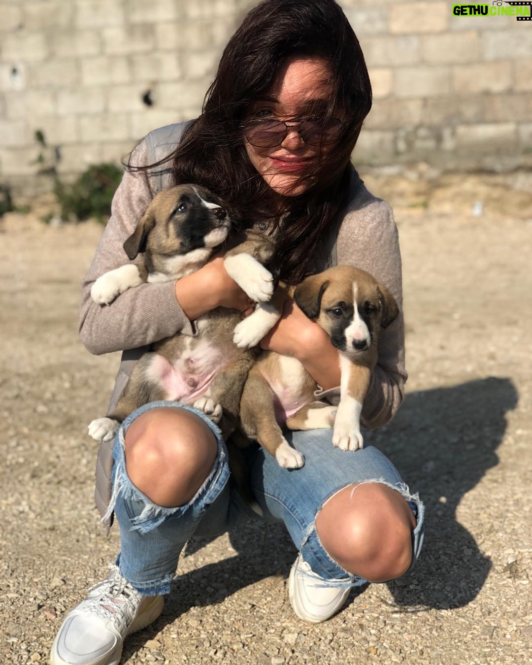 Hilal Altınbilek Instagram - Take a way please🙈🙈🙈🐶🐶🐶