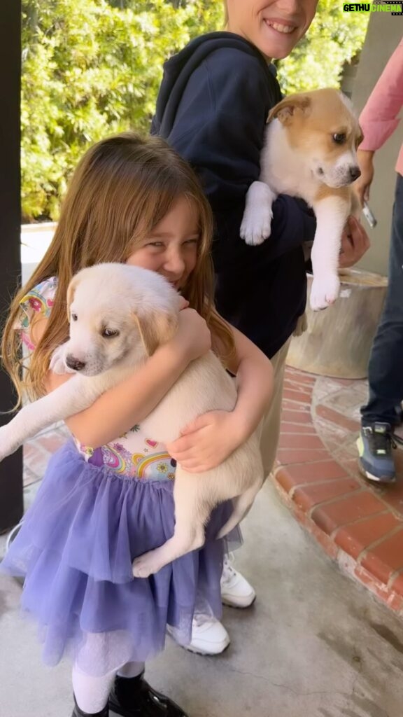 Hilary Duff Instagram - Luca, Banks and i had the best morning yesterday washing Foster puppies for my good friend Sasha @loveleorescue Sadly adoptions are way down right now😞 these gorgeous Great Pyrenees pups were found in the desert with their mom who was trying her best to take care of them but was pretty malnourished herself. Mom is absolutely gorgeous and about 60 pounds. And her 7 pups don’t disappoint!!!! If you are in the market for some wholesome spring time puppy love and are serious about adopting please reach out to @loveleorescue