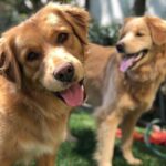 Hilary Swank Instagram - Happy Saturday from this Happy Boy 🐶 #RayOfSunshine #AdoptDontShop #DogsOfInstagram