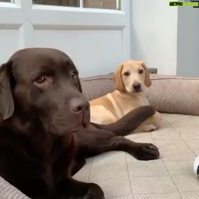 Hilary Swank Instagram - Hit your friends with some last minute optimism and get out there and vote!! Two days left, make your voice heard! 👊🏽💫🙌🏽💝 #VoteLikeYourLifeDependsOnIt #MissionMonday #MakeAChoice #MakeItHappen . . . 📹 @dogsofinstagram from @mylabrachildren