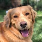 Hilary Swank Instagram - Happy Saturday from this Happy Boy 🐶 #RayOfSunshine #AdoptDontShop #DogsOfInstagram