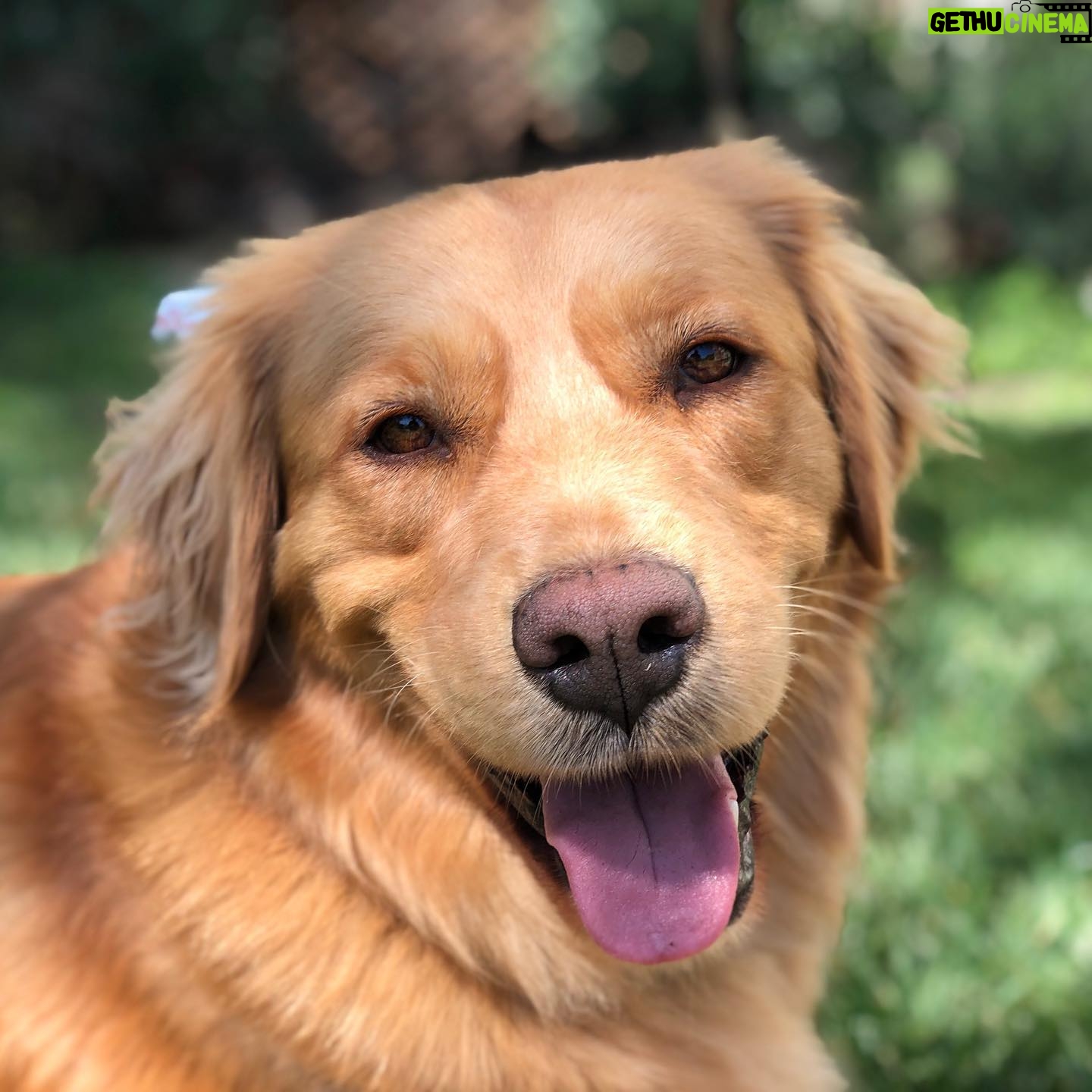Hilary Swank Instagram - Happy Saturday from this Happy Boy 🐶 #RayOfSunshine #AdoptDontShop #DogsOfInstagram
