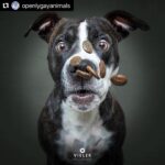 Hilary Swank Instagram – Ha!! Love these so much!! 
They are so good 😭🐶
Which picture is your favorite⁉️