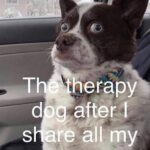 Hilary Swank Instagram - 😂😂😂 ・・・ #Repost @dogswithoutborders #AdoptDontShop #Rescue #DogsOfInstagram