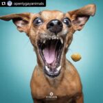 Hilary Swank Instagram – Ha!! Love these so much!! 
They are so good 😭🐶
Which picture is your favorite⁉️