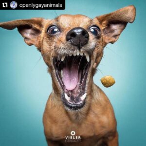 Hilary Swank Instagram - Ha!! Love these so much!! 
They are so good 😭🐶
Which picture is your favorite⁉️