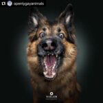 Hilary Swank Instagram – Ha!! Love these so much!! 
They are so good 😭🐶
Which picture is your favorite⁉️