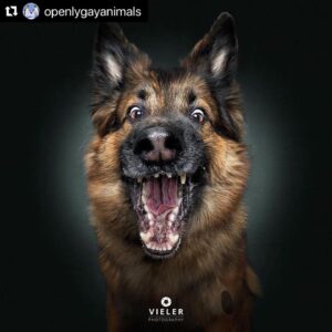Hilary Swank Instagram - Ha!! Love these so much!! 
They are so good 😭🐶
Which picture is your favorite⁉️