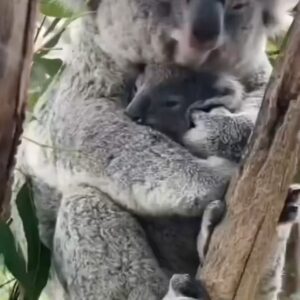 Hilary Swank Instagram - I’m so ready for the long weekend of relaxing and snuggling in for some naps…this sets the mood just perfectly, don’t ya think? 🐨🐨

Via :  @wonderful_earthpix 
🎥 : @reneehowell18