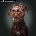 Hilary Swank Instagram – Ha!! Love these so much!! 
They are so good 😭🐶
Which picture is your favorite⁉️