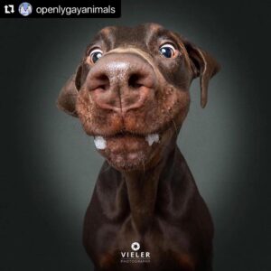 Hilary Swank Instagram - Ha!! Love these so much!! 
They are so good 😭🐶
Which picture is your favorite⁉️