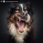 Hilary Swank Instagram – Ha!! Love these so much!! 
They are so good 😭🐶
Which picture is your favorite⁉️