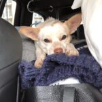 Hilary Swank Instagram – Whether it’s working, hanging out, playing or resting, this is my ♥️ dog, @mamamoon 
I’m so grateful to have found her on a 200 mile desolate highway in 28°, pregnant and to be able to help her. She is paying me back in spades and then some. You may remember I told you I was claustrophobic in my spacesuit and had to work really hard through it, she was a huge component of that. She just knew, she would struggle to get out of the person’s arms holding her once a take was complete and curl onto my chest and just simply be and breath with me. #WhoRescuedWho?
Thanks @deityanimalrescue for helping us find all her sweet babies homes. We 💜 you angel ladies! #AdoptDontShop #MyUnspokenPet 
#DogsOfInstagram 🐶 🐾 💫💝