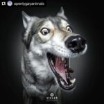 Hilary Swank Instagram – Ha!! Love these so much!! 
They are so good 😭🐶
Which picture is your favorite⁉️