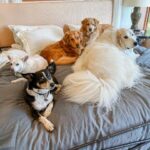 Hilary Swank Instagram – So I walked into my bedroom to find this display of rescue dog nap yumminess…
 
Can you even? Terrific Teddy, Super Sufi, Kinetic Kai, Dashing Dunton and Mama Moon all divinely spread out on @potterybarn’s cozy Belgian Linen. Best nap ever. 
 
I’m hereby officially starting a National Nap with Your Dog Day. Any takers? 🐕🐕🐕🐕🐕 🛏️ ❤️ 💤 
 
#AdoptDontShop #WhoRescuedWho #MyPotteryBarn #NationalNapWithYourDogDay