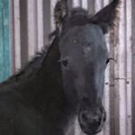 Hilary Swank Instagram – Hey guys 😊 I’m so happy to introduce to you all, the newest member of our pack. Meet, King 🐎 

#HorsesOfInstagram