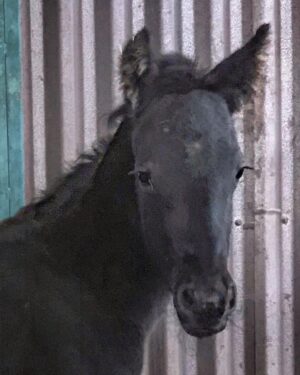 Hilary Swank Instagram - Hey guys 😊 I’m so happy to introduce to you all, the newest member of our pack. Meet, King 🐎 

#HorsesOfInstagram