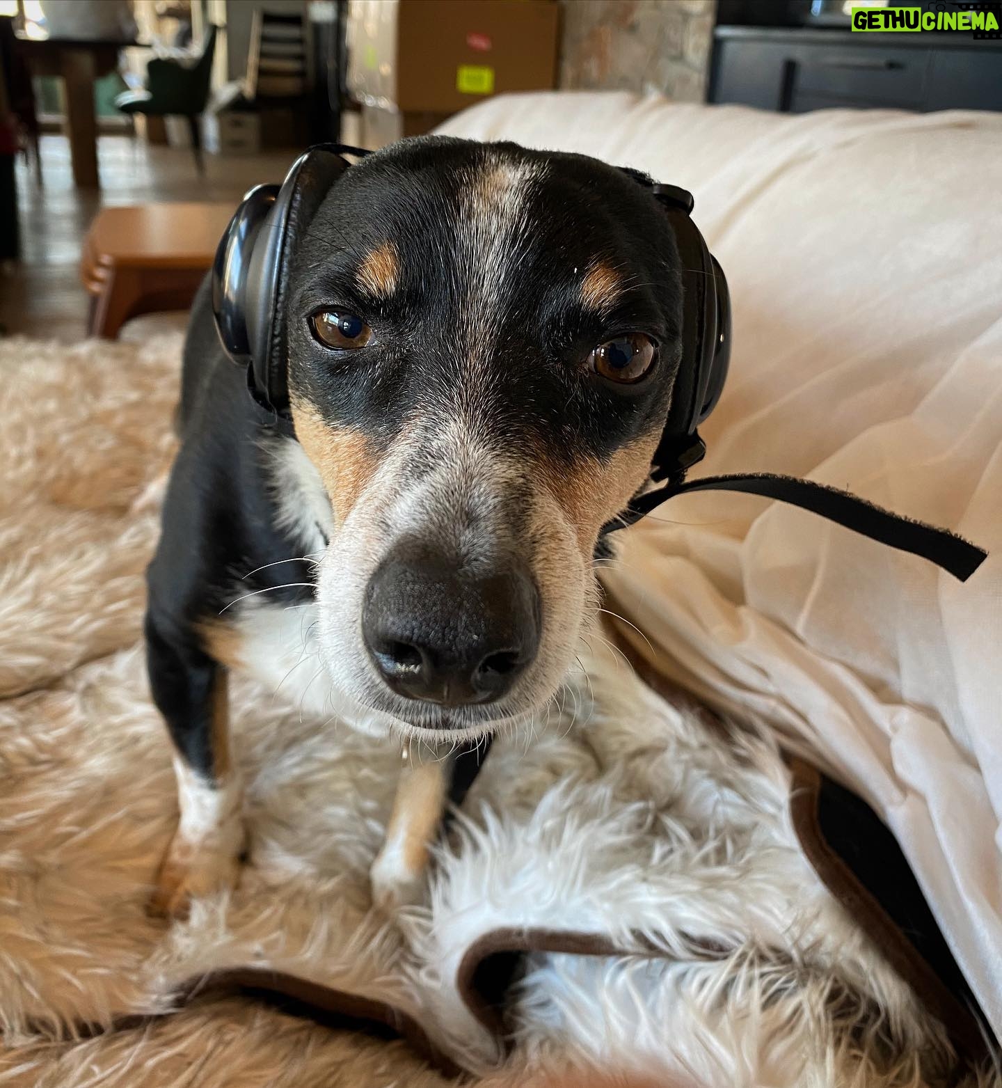 Hilary Swank Instagram - Getting ready to fly!! πΆ πΆ Be sure to swipe to see more cuteness!! ππ½ Inspired by our Buddy, @mrbentley_thedog π And so grateful to the person that created these! ππ½ Got to protect the doggies ears too!! ππ½ #MuttMuffs