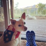 Hilary Swank Instagram – Happy 4th of July, from @mamamoon , me and Da Pack! 
#4thofJuly