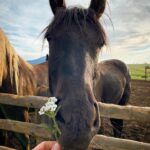 Hilary Swank Instagram – We were just horsing around today🐴🌼 My boy King is getting bigger 🥰

#HorsesOfInstagram