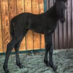 Hilary Swank Instagram - Hey guys 😊 I’m so happy to introduce to you all, the newest member of our pack. Meet, King 🐎 #HorsesOfInstagram