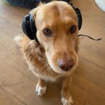 Hilary Swank Instagram - Getting ready to fly!! 🐶 🐶 Be sure to swipe to see more cuteness!! 👉🏽 Inspired by our Buddy, @mrbentley_thedog 💞 And so grateful to the person that created these! 🙌🏽 Got to protect the doggies ears too!! 👊🏽 #MuttMuffs