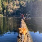Hilary Swank Instagram – Happy #EarthDay from me and my pups on a log in the middle of a lake!! And from Seuss on a chair! 😂
#NatureIsMyFavoritePlace 
Protect Mother Earth 🙌🏽🌍