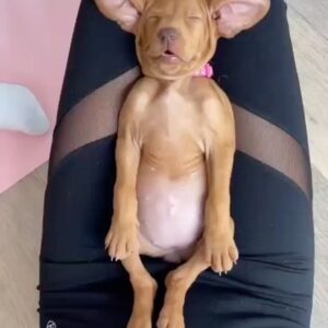 Hilary Swank Instagram - #SundayVibes 🐶🧘‍♀️🥰
.
.
. 

#DogsofInstagram 
📹 @pawsforthought_uk 💗